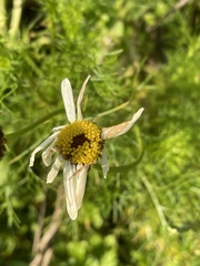 Tripleurospermum inodorum