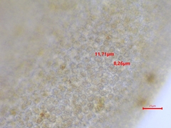 Syntrichia montana montana