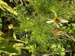 Tripleurospermum inodorum