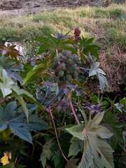 Ricinus communis