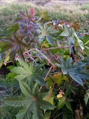 Ricinus communis