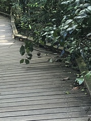 Sericornis frontalis