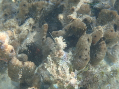 Ircinia felix