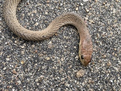 Psammophis mossambicus