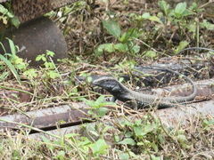 Ameiva atrigularis