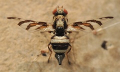 Myennis octopunctata