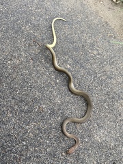 Psammophis mossambicus