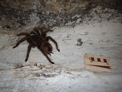 Lasiodora