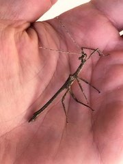 Hesperophasma