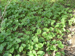 Brunnera sibirica
