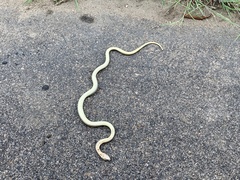 Psammophis mossambicus