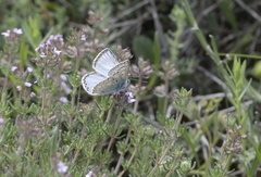 Polyommatus hispana