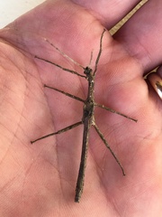 Hesperophasma