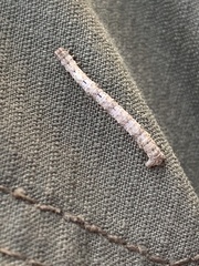 Parallelia bistriaris