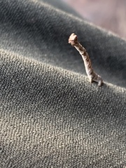 Parallelia bistriaris