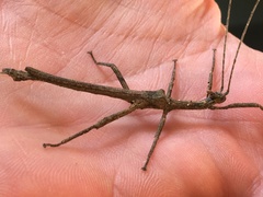 Hesperophasma