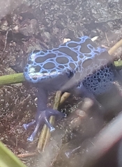 Dendrobates tinctorius