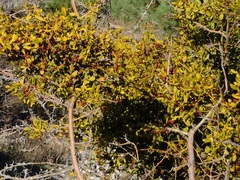 Viscum cruciatum