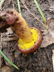 Aureoboletus flaviporus