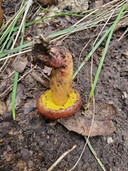 Aureoboletus flaviporus