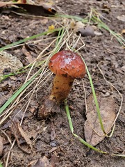 Aureoboletus flaviporus