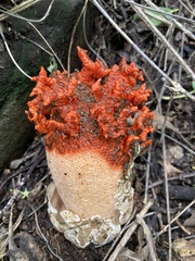 Lysurus corallocephalus