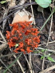 Lysurus corallocephalus