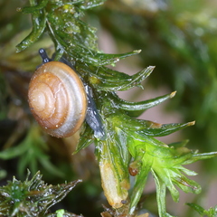 Euconulus