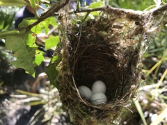 Vireo griseus