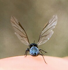 Tetraneura