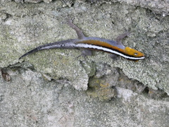 Gonatodes vittatus
