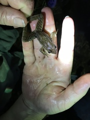 Lithobates lenca