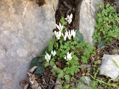 Cyclamen creticum