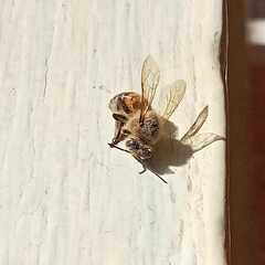 Apis mellifera