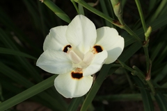 Dietes bicolor