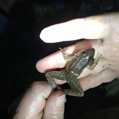 Lithobates lenca