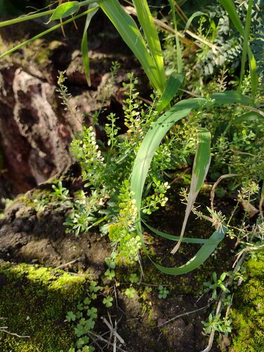 Lepidium virginicum observed 2022-12-29