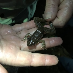 Lithobates lenca
