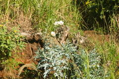 Argemone glauca