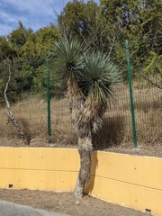 Yucca rostrata