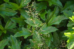 Eragrostis amabilis
