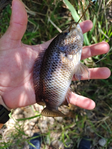 False yellowjacket cichlid (Parachromis motaguensis) — Cichlidae — 5