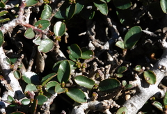 Rhamnus myrtifolia