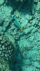 Pomacanthus imperator