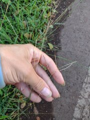 Dichanthium annulatum annulatum