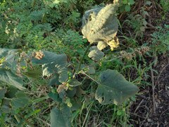 Sidastrum micranthum