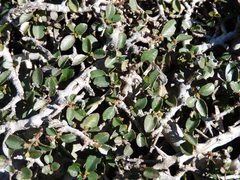 Rhamnus myrtifolia