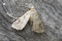 Hellula