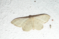 Idaea straminata