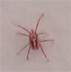 Balaustium